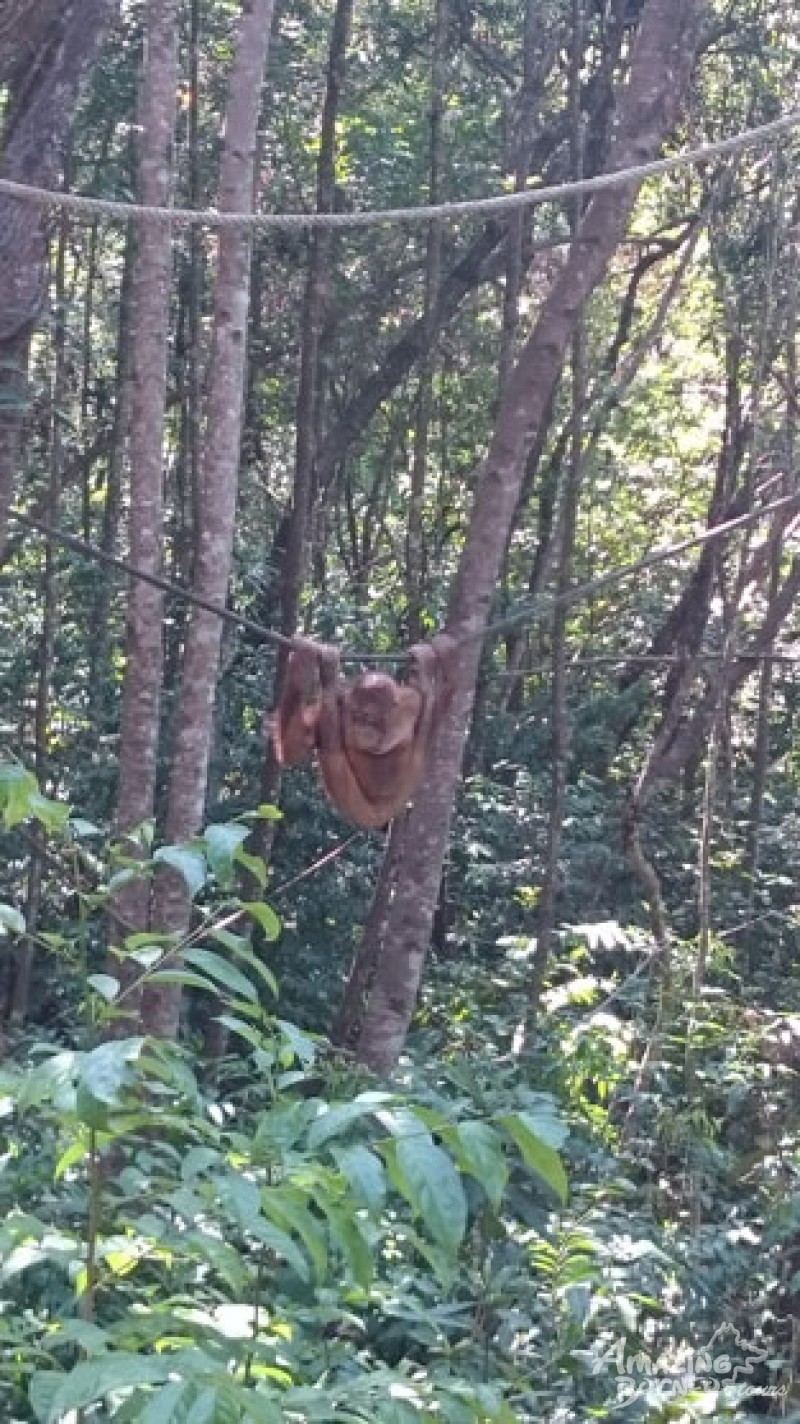 An encounter with the delightful orang utan